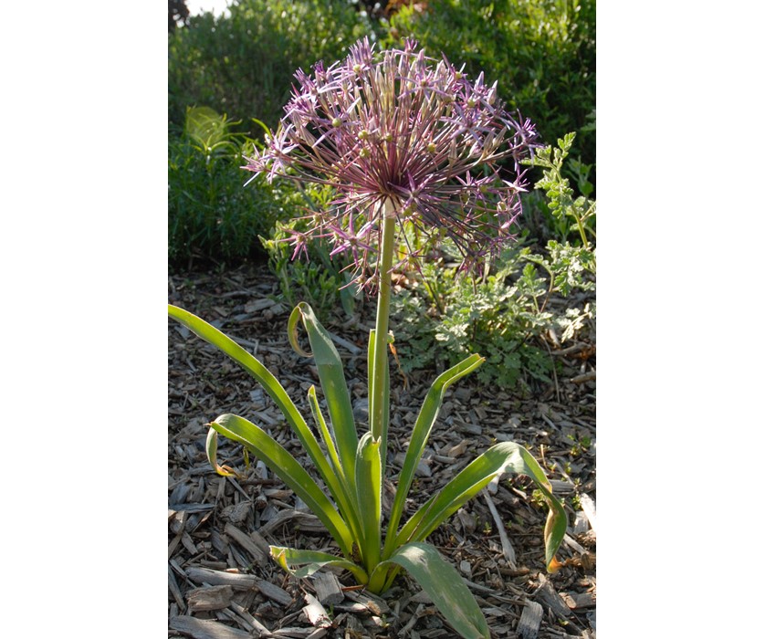 Persian Star Allium